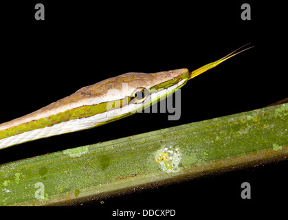 Rebe Schlange (Xenoxybelis Argenteus) Nahaufnahme des Kopfes, Ecuador Stockfoto