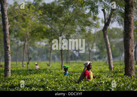 Ein Hindu Arbeiter trägt einen breiten Strohhut nimmt Teesträucher in den Gärten rund um Srimongol in Syhlet Division von Bangladesch. Stockfoto