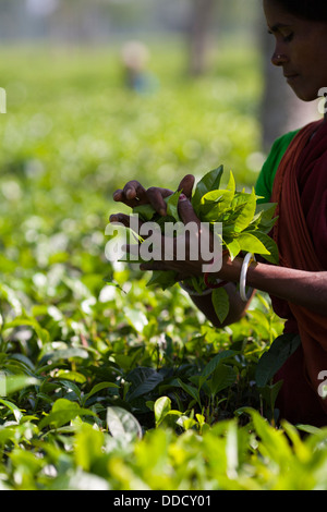 Ein Hindu Arbeiter trägt einen breiten Strohhut nimmt Teesträucher in den Gärten rund um Srimongol in Syhlet Division von Bangladesch. Stockfoto