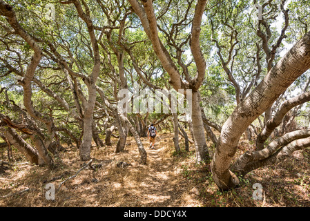 Die magische und geheimnisvolle Bäume Los Osos Eichen staatlichen Naturschutzgebiet. Stockfoto