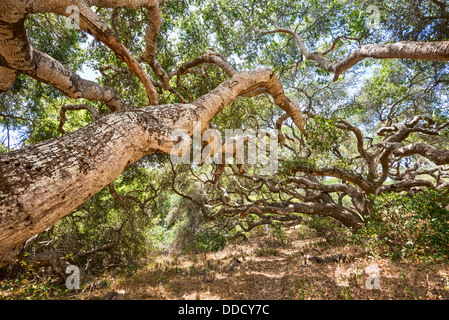 Die magische und geheimnisvolle Bäume Los Osos Eichen staatlichen Naturschutzgebiet. Stockfoto