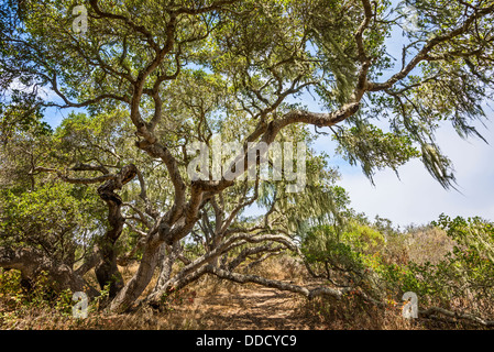 Die magische und geheimnisvolle Bäume Los Osos Eichen staatlichen Naturschutzgebiet. Stockfoto