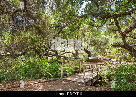 Die magische und geheimnisvolle Bäume Los Osos Eichen staatlichen Naturschutzgebiet. Stockfoto