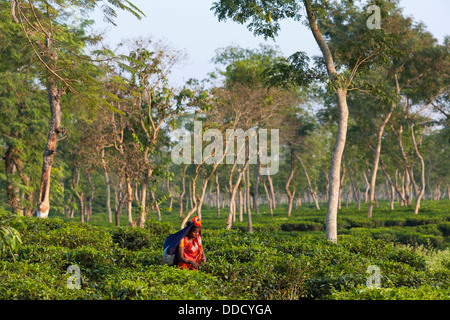 Ein Hindu Arbeiter trägt einen breiten Strohhut nimmt Teesträucher in den Gärten rund um Srimongol in Syhlet Division von Bangladesch. Stockfoto