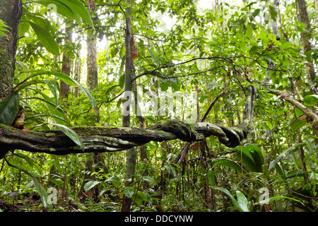 Lianen schlängelt sich durch den Regenwald des Amazonas Stockfoto