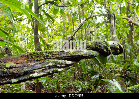 Lianen schlängelt sich durch den Regenwald des Amazonas Stockfoto