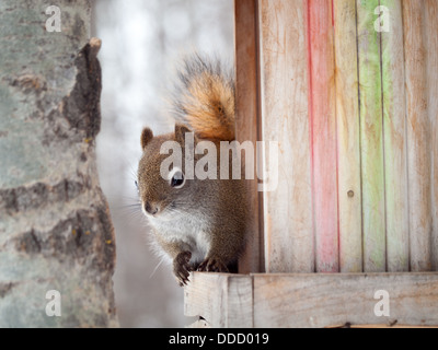 Eine nette amerikanische rote Eichhörnchen späht aus eine hängende Futterhäuschen im Winter. Stockfoto