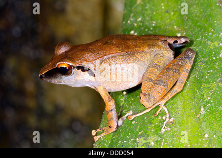 Peruanischen Regen Frosch (Pristimantis Peruvianus). Männlich in der Forderung Stellung, ECuador Stockfoto