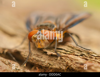 Phasia hemiptera Stockfoto