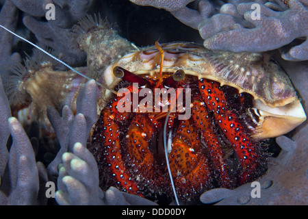 Roter Einsiedlerkrebs mit Anemone auf seine Schale verbirgt sich im lila Finger Koralle. Raja Ampat, Indonesien. Stockfoto