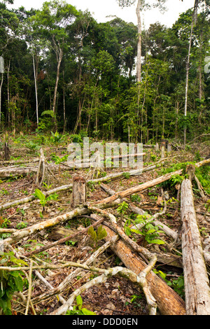 Schneiden Sie für die Landwirtschaft in den ecuadorianischen Amazonas Regenwald Stockfoto