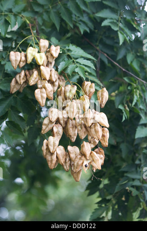 Stand Paniculata Samen Hülsen Stockfoto