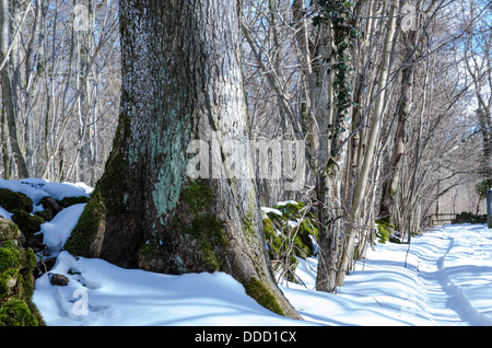 Breiten Baumstamm in eine Winterlandschaft Stockfoto