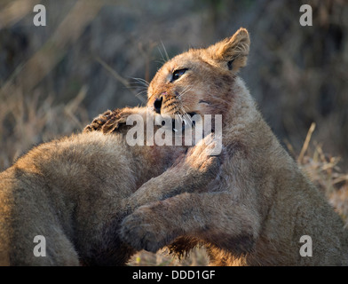 zwei Löwen Cubs zusammen zu spielen, am frühen Morgen, Porträt Stockfoto