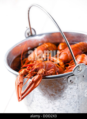 Gekochter Hummer in Eimer auf weißem Hintergrund Stockfoto