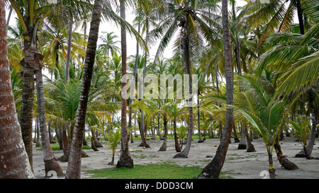 Ein Wald von Palmen wachsen auf den San Blas Inseln. Stockfoto