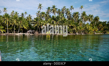 Ein Wald von Palmen wachsen auf den San Blas Inseln. Stockfoto