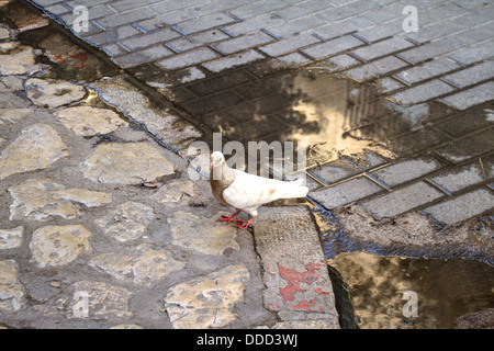 Eine Taube stehend im Pfad Stockfoto