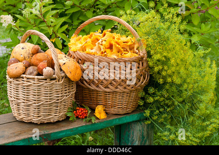 zwei Körbe mit Pilzen auf der Bank Stockfoto