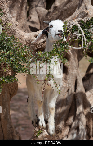 Ziege auf Arganbaum Stockfoto
