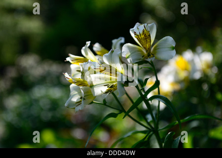 Sommer-Farbe-Farbe bei Moanwing Gärten Rathkeale Limerick Irland Stockfoto