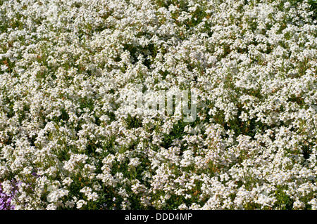 Sommer Blumenbeet mit Nemesia 'Poesie weiß' Blumen Stockfoto