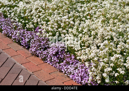 Sommer-Grenze mit Nemesia 'Poesie weiß' und Lobelia Erinus "Riviera Lilac" (Riviera Serie) Stockfoto