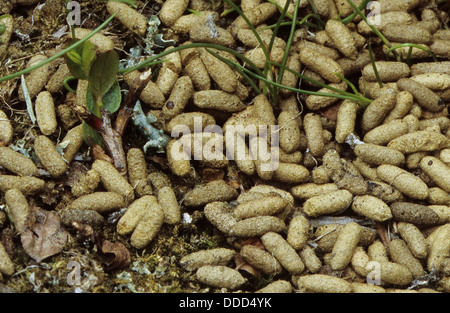 Norwegen-Lemming, norwegische Lemming, Scat, Kot, Berglemming, Berg-Lemming, Lemming, Solucao, Kot, Kotpillen, Lemmus Lemmus Stockfoto