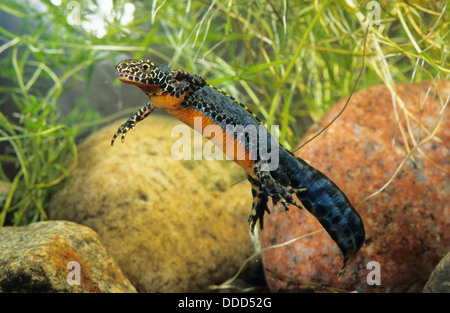 Bergmolch, männlich, bergmolch, alpenmolch, Männchen, Molch, ichthyosaura, triturus alpestris alpestris, mesotriton Alpestris Stockfoto