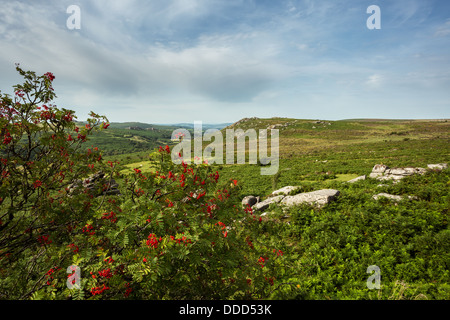 Rowan Tree bedeckt in roten Beeren mit Holwell Tor und Greator Felsen in der Ferne. Dartmoor Nationalpark Devon Uk. Stockfoto