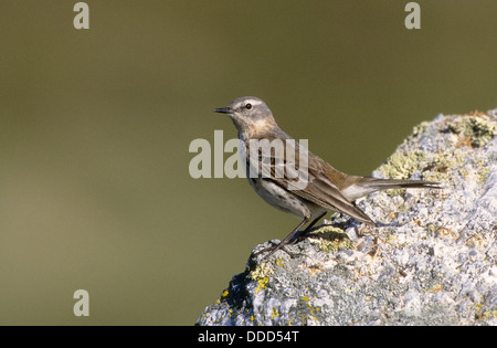 Bergpieper, Bergpieper, Berg-Pieper, Wasserpieper, Anthus spinoletta Stockfoto