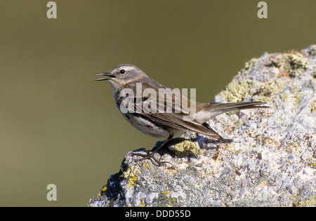 Bergpieper, Bergpieper, Berg-Pieper, Wasserpieper, Anthus spinoletta Stockfoto