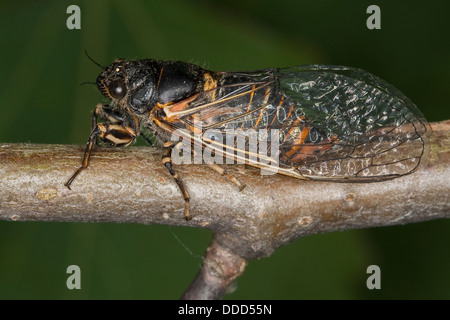 New Forest Zikade, Bergzikade, Berg-Zikade, Bergsingzikade, Berg-Singzikade, Singzikade, Sing-Zikade, Zikade, Cicadetta montana Stockfoto