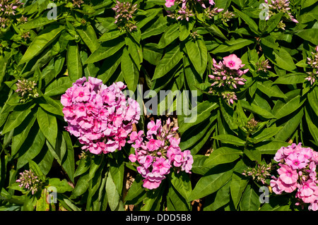 Blume Phlox Light Pink Flame "Bareleven" Stockfoto