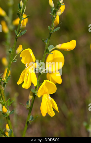 Gemeinsamen Ginster, Besenginster, Besen-Ginster, Besenpfriem, Ginster, Cytisus Scoparius, Sy Sarathamnus Scoparius, Genêt À Balais Stockfoto