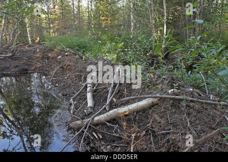 Europäischer Biber, Staudamm, Staudamm, Europäischer Biber, Biberdamm, Staudamm, Castor Fiber, Castor d´Europe Stockfoto