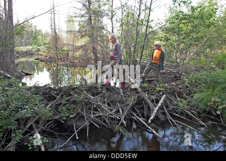 Europäischer Biber, Staudamm, Staudamm, Europäischer Biber, Biberdamm, Staudamm, Castor Fiber, Castor d´Europe Stockfoto