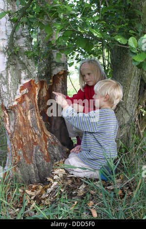 Europäischer Biber, ernährungsphysiologischen Spur Europäischer Biber, Kinder Entdecken Fraßspur, Nagespur, Castor Fiber, Castor Europatages Stockfoto