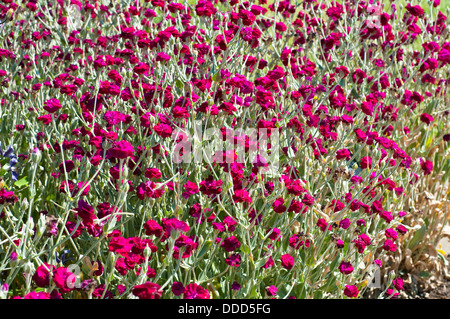 Rose Campion, Lychnis Coronaria Gardeners' World 'Blych' Stockfoto