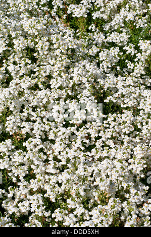 Blumenbeet Nemesia 'Poesie weiß' Stockfoto