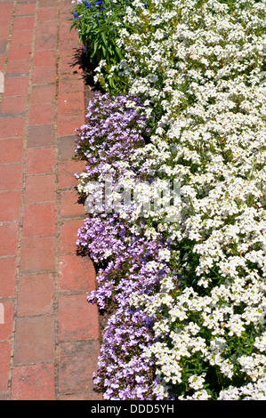 Sommer-Grenze mit Nemesia 'Poesie weiß' und Lobelia Erinus "Riviera Lilac" (Riviera Serie) Stockfoto