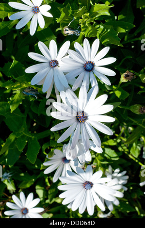 Osteospermum "Sonnigen Cecil" Herbers Blumen, Cape Daisy Stockfoto