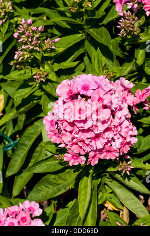 Blume Phlox Light Pink Flame "Bareleven" Stockfoto