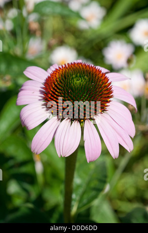 Echinacea Purpurea Hybriden Sonnenhut Stockfoto