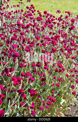 Rose Campion, Lychnis Coronaria Gärtner "Welt"Blych" Stockfoto