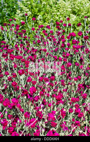 Rose Campion, Lychnis Coronaria Gärtner "Welt"Blych" Stockfoto