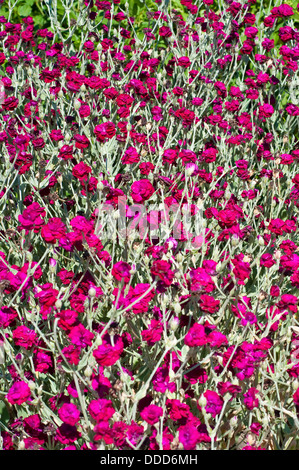 Rose Campion, Lychnis Coronaria Gärtner "Welt"Blych" Stockfoto