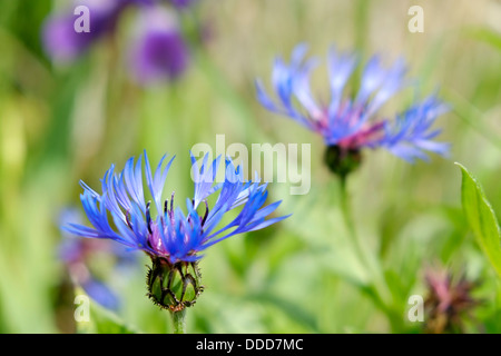 Blaue Kornblume blüht mit lila Bartgeier Schwertlilien im Hintergrund unscharf. Stockfoto