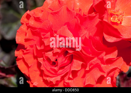 Begonie Blüte Stockfoto