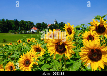 Sonnenblumen in Holzhausen in der Nähe Starnberger See, Oberbayern, Deutschland Stockfoto